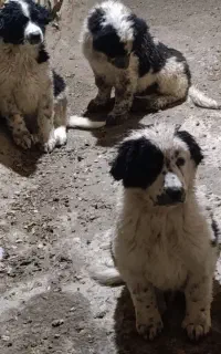 کارگر دامداری ، گوسفند . نیروی کار