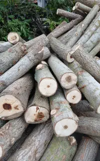 خریدوفروش انواع چوب ودرخت