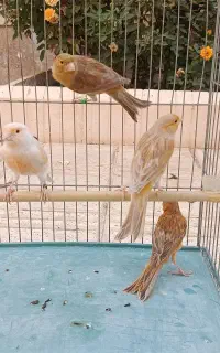 فروش قناری