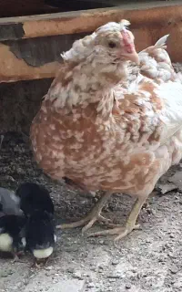 مرغ و خروس گلین لری.به همراه جوجه.توافقی