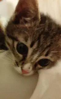 گربه