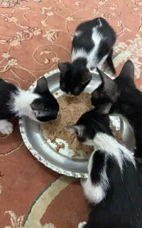 واگذاری بچه گربه