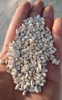 گلرنگ بوجاری شده کیسه ۳۰ کیلویی بذر فرامان