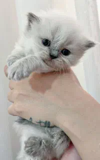 گربه اصیل نژاد دار