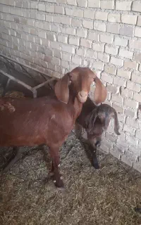 بز دروگ مورسیاه