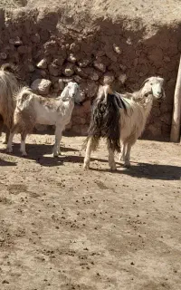 بز و بزغاله