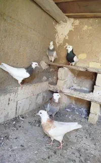 طوقی