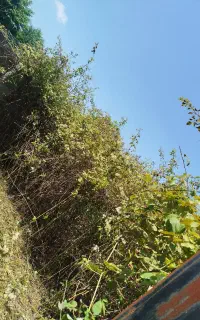 لوله زنی خارزنی تیف زنی