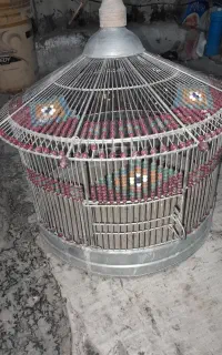 قفس طرقه