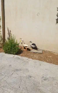 اردک