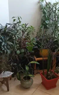 گلهای طبیعی