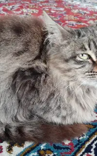 واگذاری گربه ماده