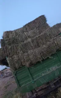 یونجه