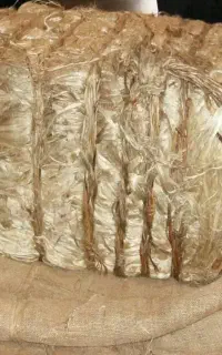 کنف الیاف جوت