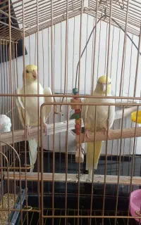 عروس هلندی