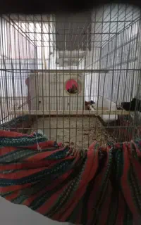 عروس هلندی