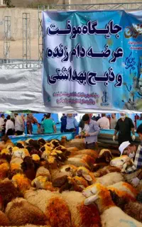 فروش بره نر درجه یک تقلی تمام مراسم