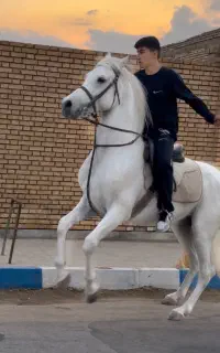 سواری کردن اسب ۰تا۱۰۰