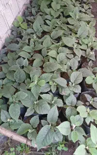 نهال کیوی خیاری