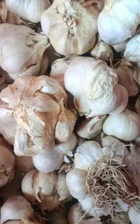 سیر خشک