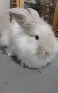 فروش فوری خرگوش ماده ترکیش عروسکی