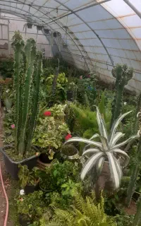 فروش تمامی گلای گلخانه