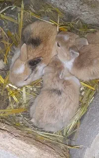 فروش خرگوش کوچولو و بزرگ