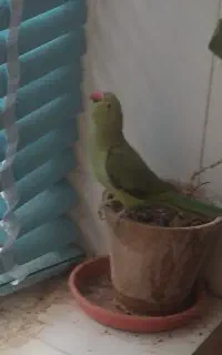 با سلام یک جفت طوطی کوتوله زرد صورت هلویی