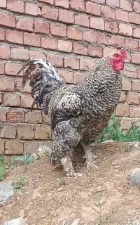 خروس برهما