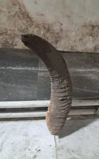 شاخ شکار