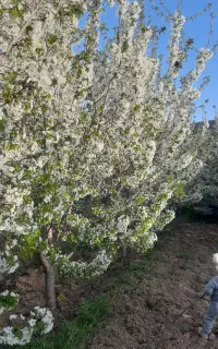 باغبانی انجام خدمات باغی