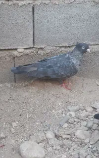 کفتر