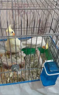 عروس هلندی فروشی