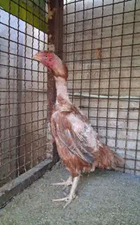 مرغ لاری ترک