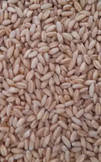 فروش گندم