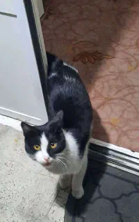 واگذاری گربه