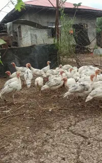 جوجه بوقلمون