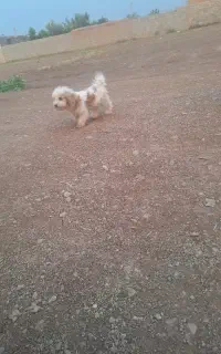 سک واگذار