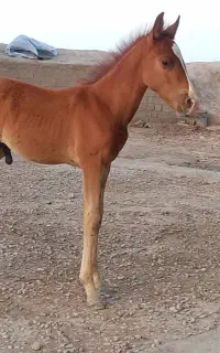 اسب نر