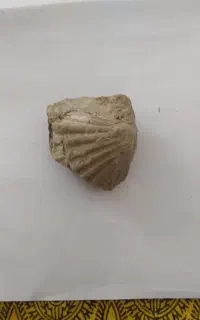صدف