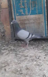 سبز باختی