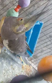 عروس هلندی