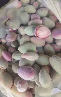 بادام تر