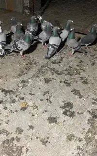 پرند کبوتر