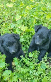 توله ژرمن بلک