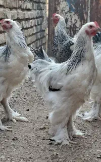 برهما