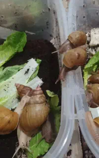 واگذاری حلزون