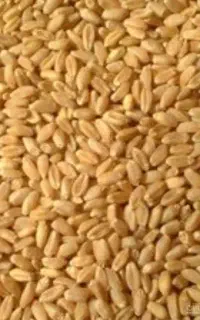 گندم نانی و حیوانی درجه یک تمیز