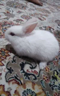 فروش خرگوش