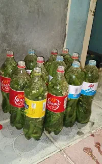 خیارشور
